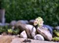 monte_vista_creative_focus_52